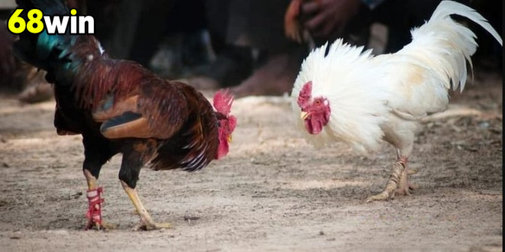 Gà đá cựa sắt là gì?