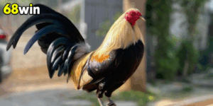 Bí quyết nuôi dưỡng gà