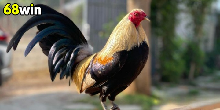 Bí quyết nuôi dưỡng gà