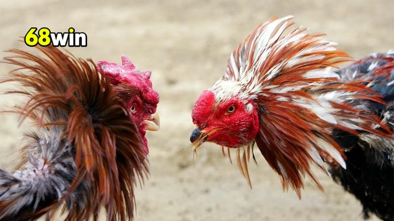 Đấu trường đá gà Thomo 68Win sôi động thu hút mọi game thủ.