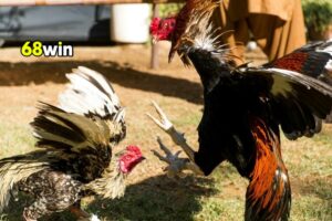 Hướng dẫn 3 bước đặt tiền đá gà Thomo 68Win dễ dàng.