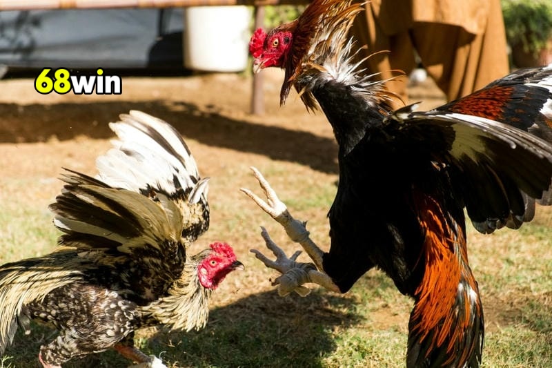 Hướng dẫn 3 bước đặt tiền đá gà Thomo 68Win dễ dàng.